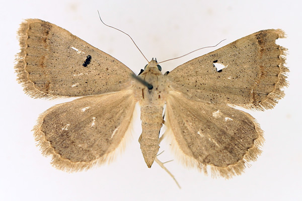 /filer/webapps/moths/media/images/R/rufirena_Plecoptera_AF_TMSA_01.jpg