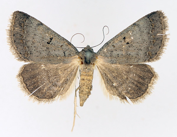 /filer/webapps/moths/media/images/R/rufirena_Plecoptera_AM_TMSA_01.jpg