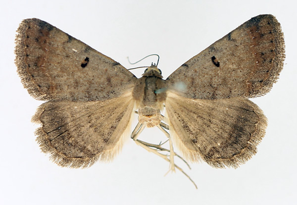 /filer/webapps/moths/media/images/R/rufirena_Plecoptera_AM_TMSA_02.jpg
