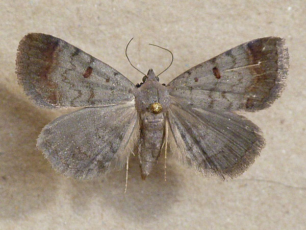 /filer/webapps/moths/media/images/R/rufirena_Plecoptera_A_Butler.jpg