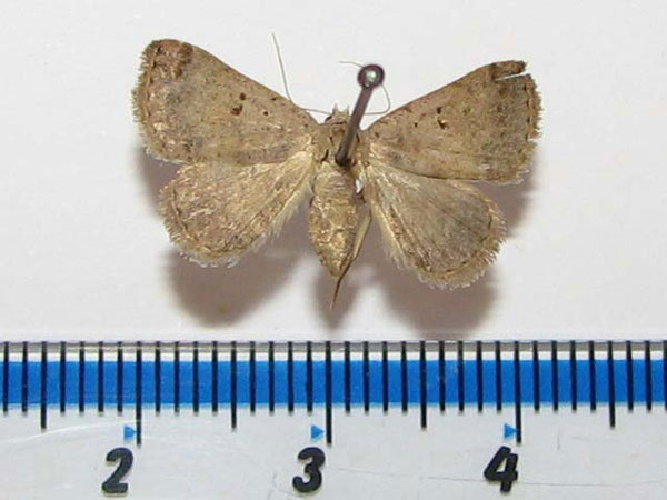 /filer/webapps/moths/media/images/R/rufirena_Plecoptera_A_Goff.jpg
