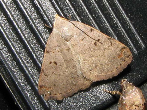 /filer/webapps/moths/media/images/R/rufirena_Plecoptera_A_Goff_02.jpg