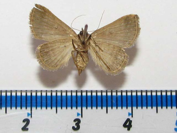 /filer/webapps/moths/media/images/R/rufirena_Plecoptera_A_Goffb_01.jpg