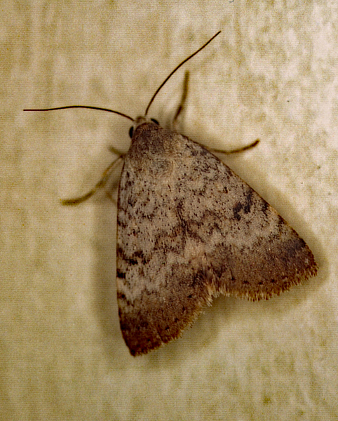 /filer/webapps/moths/media/images/R/rufirena_Plecoptera_A_Roland_01_f3rHZMH.jpg