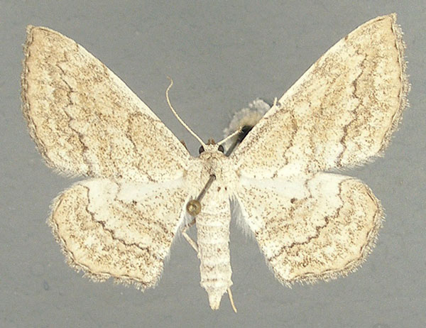 /filer/webapps/moths/media/images/R/rufisalsa_Scopula_AF_TMSA.jpg