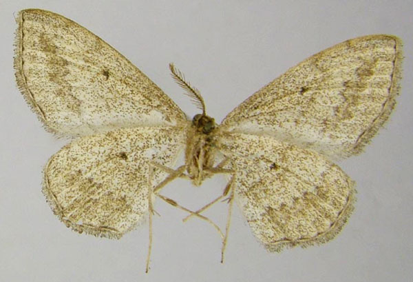 /filer/webapps/moths/media/images/R/rufisalsa_Scopula_AM_ZSMb.jpg