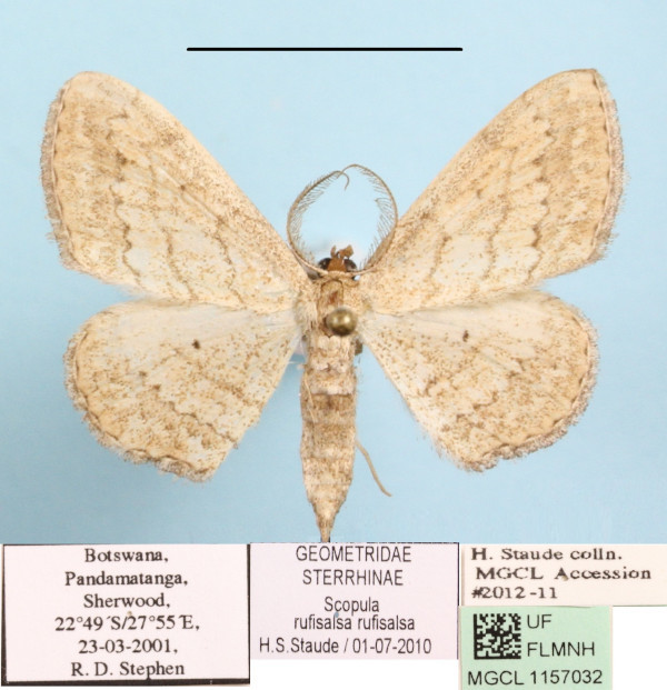 /filer/webapps/moths/media/images/R/rufisalsa_Scopula_A_MGCLa_01.JPG