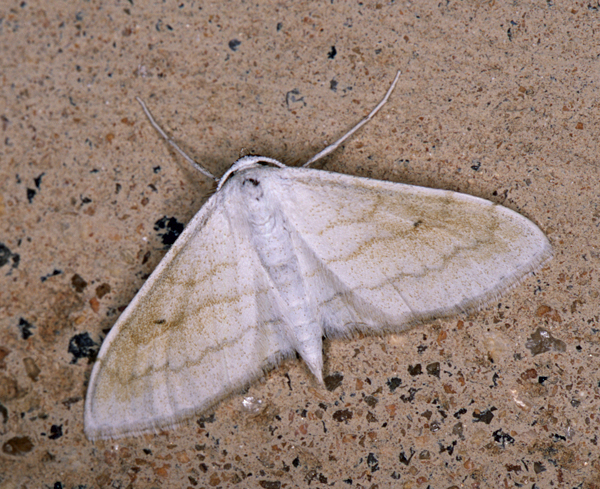 /filer/webapps/moths/media/images/R/rufisalsa_Scopula_A_Roland_01.jpg