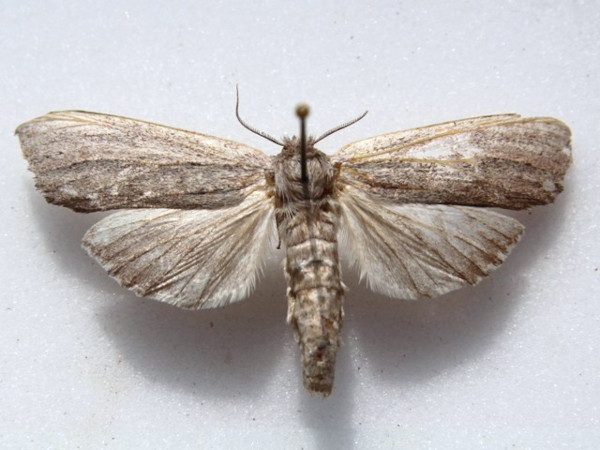 /filer/webapps/moths/media/images/R/rufisquamata_Trabanta_A_Goff_01.jpg