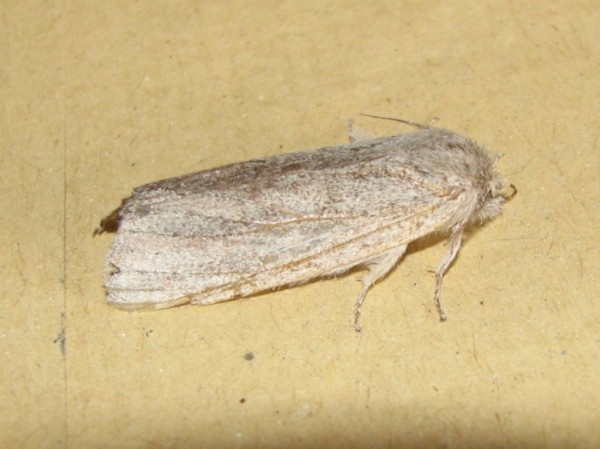 /filer/webapps/moths/media/images/R/rufisquamata_Trabanta_A_Goff_02.jpg