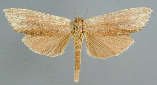 /filer/webapps/moths/media/images/R/rufisquamata_Trabanta_A_RMCA_02.jpg