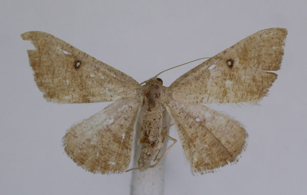 /filer/webapps/moths/media/images/R/rufistrigata_Pseudosterrha_AF_JMonks_01_NvZD2oh.jpg