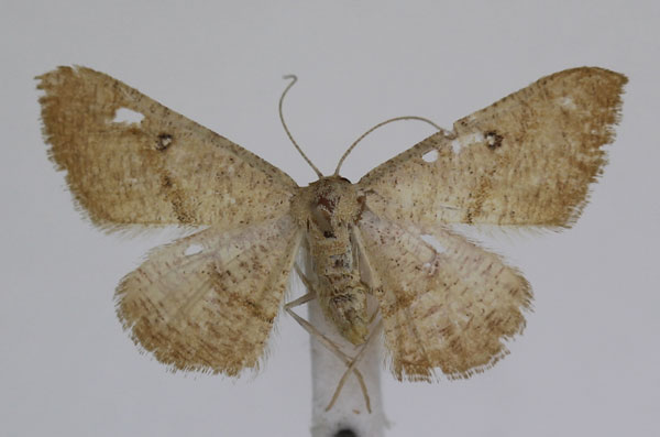 /filer/webapps/moths/media/images/R/rufistrigata_Pseudosterrha_AF_JMonks_02.jpg