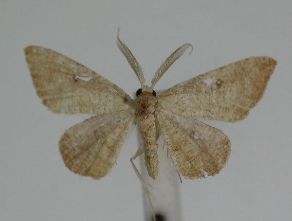 /filer/webapps/moths/media/images/R/rufistrigata_Pseudosterrha_AM_JMonks_02.jpg