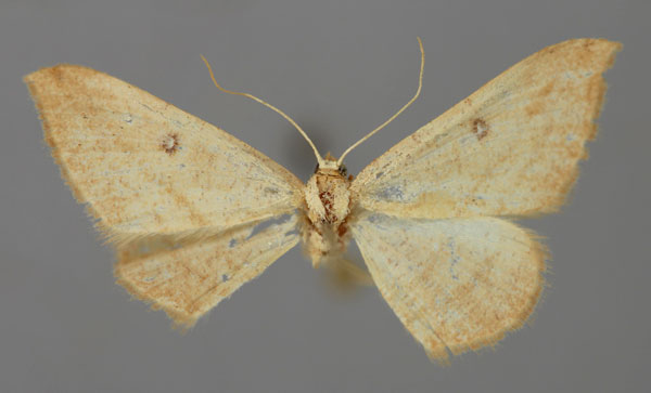 /filer/webapps/moths/media/images/R/rufistrigata_Pseudosterrha_ZSM_01.jpg