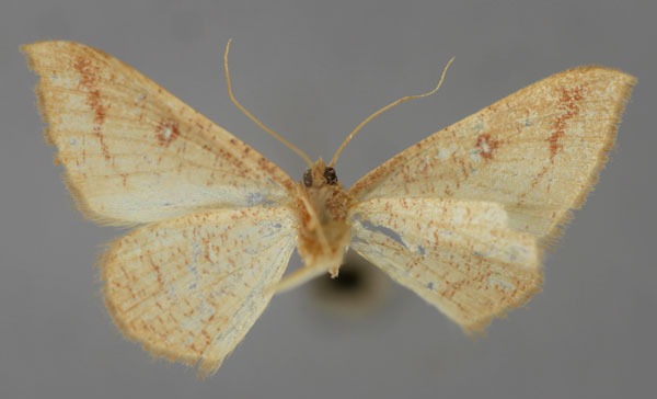 /filer/webapps/moths/media/images/R/rufistrigata_Pseudosterrha_ZSM_02.jpg