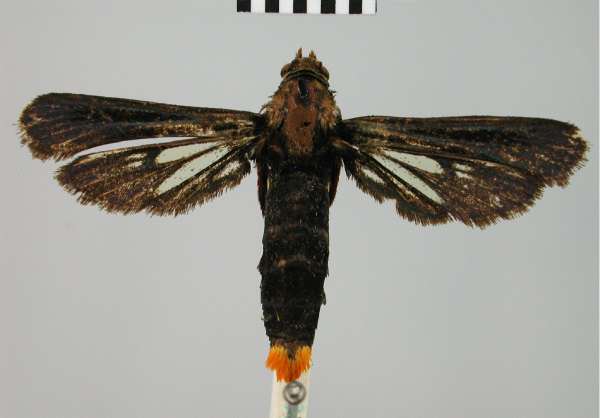 /filer/webapps/moths/media/images/R/rufitibia_Sura_HT_BMNH.jpg