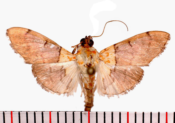 /filer/webapps/moths/media/images/R/rufitinctalis_Agrotera_AM_Poltavsky.jpg