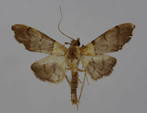 /filer/webapps/moths/media/images/R/rufitinctalis_Agrotera_A_BMNH.jpg