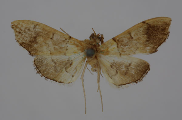 /filer/webapps/moths/media/images/R/rufitinctalis_Agrotera_HT_BMNH.jpg