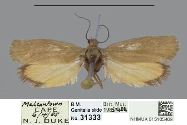 /filer/webapps/moths/media/images/R/rufiventris_Gymnogramma_AF_NHMUK.jpg