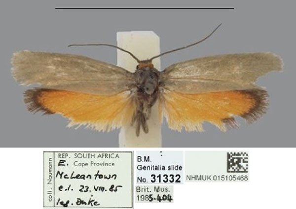 /filer/webapps/moths/media/images/R/rufiventris_Gymnogramma_AM_NHMUK_01.jpg