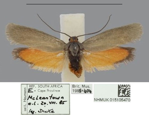 /filer/webapps/moths/media/images/R/rufiventris_Gymnogramma_AM_NHMUK_02.jpg