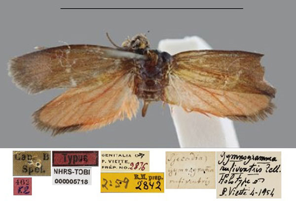 /filer/webapps/moths/media/images/R/rufiventris_Gymnogramma_HT_SNHM.jpg