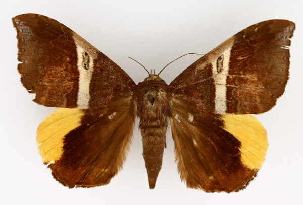 /filer/webapps/moths/media/images/R/rufobrunnea_Achaea_AF_TMSA_01.jpg