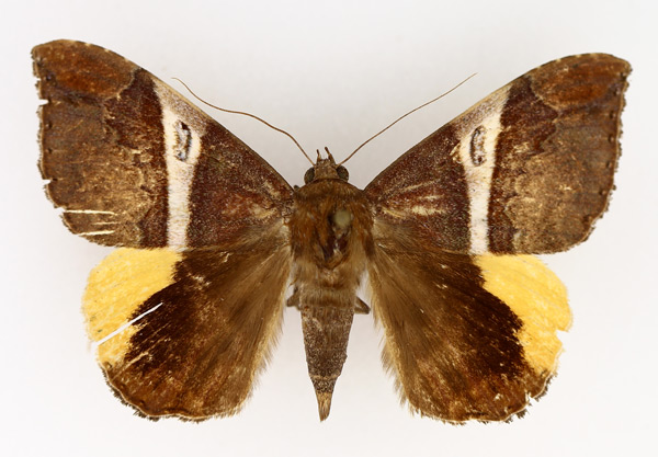 /filer/webapps/moths/media/images/R/rufobrunnea_Achaea_AF_TMSA_02.jpg