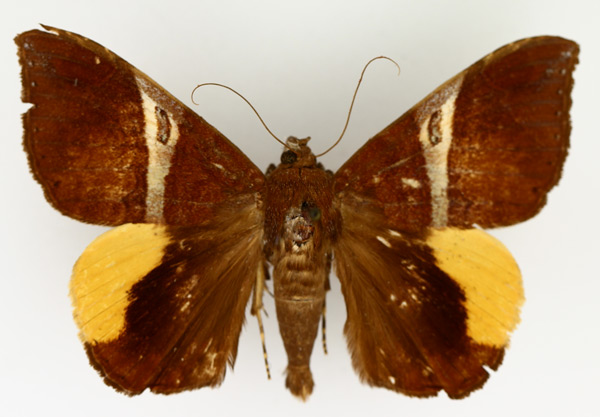 /filer/webapps/moths/media/images/R/rufobrunnea_Achaea_AM_TMSA_02.jpg