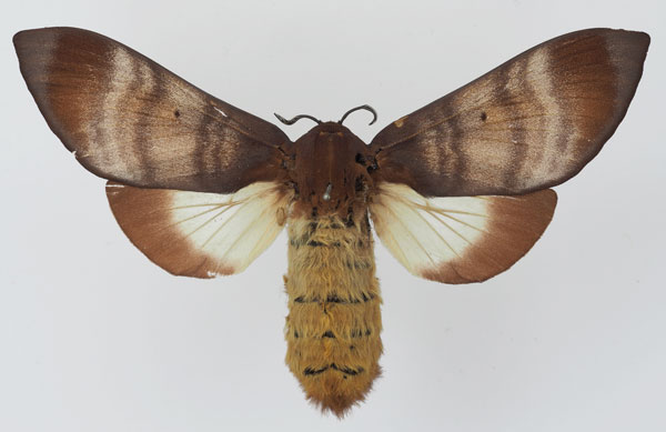 /filer/webapps/moths/media/images/R/rufobrunnea_Gonometa_AF_Basquin.jpg