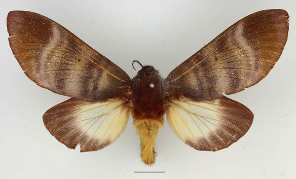 /filer/webapps/moths/media/images/R/rufobrunnea_Gonometa_AF_Basquin_01.jpg