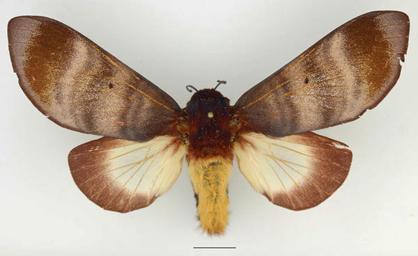 /filer/webapps/moths/media/images/R/rufobrunnea_Gonometa_AF_Basquin_02.jpg