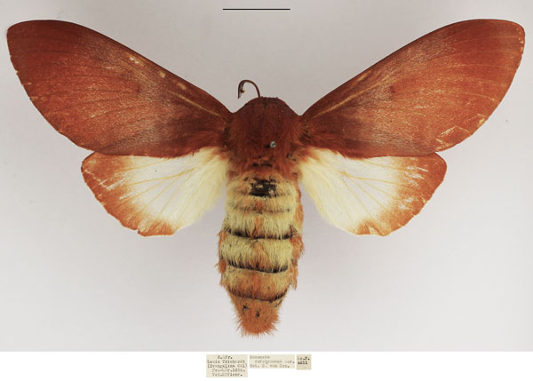 /filer/webapps/moths/media/images/R/rufobrunnea_Gonometa_AF_TMSA_01.jpg
