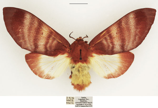 /filer/webapps/moths/media/images/R/rufobrunnea_Gonometa_AF_TMSA_02.jpg