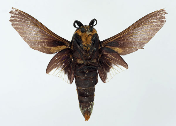/filer/webapps/moths/media/images/R/rufobrunnea_Gonometa_AM_Basquinb.jpg