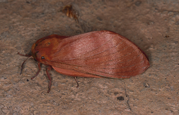 /filer/webapps/moths/media/images/R/rufobrunnea_Gonometa_A_Roland_03.jpg