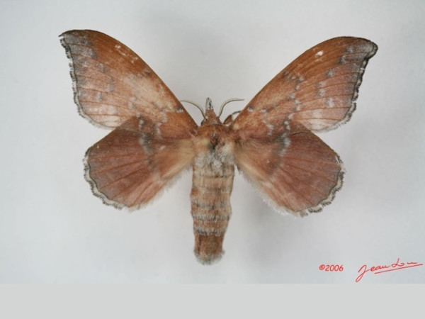 /filer/webapps/moths/media/images/R/rufobrunnea_Leipoxais_AF_Alberta_01.jpg