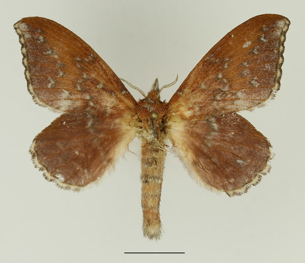 /filer/webapps/moths/media/images/R/rufobrunnea_Leipoxais_AF_Basquin.jpg