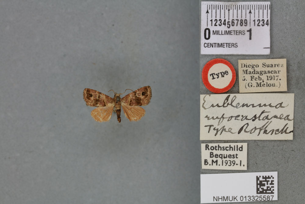 /filer/webapps/moths/media/images/R/rufocastanea_Eublemma_HT_BMNHa.jpg