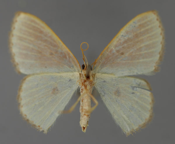 /filer/webapps/moths/media/images/R/rufocellata_Comostolopsis_A_ZSM_02.jpg