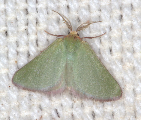 /filer/webapps/moths/media/images/R/rufociliaria_Eucrostes_A_Heyns_01.jpg