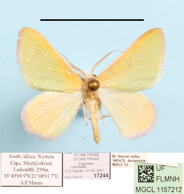 /filer/webapps/moths/media/images/R/rufocillaria_Eucrostes_A_MGCL_01.JPG