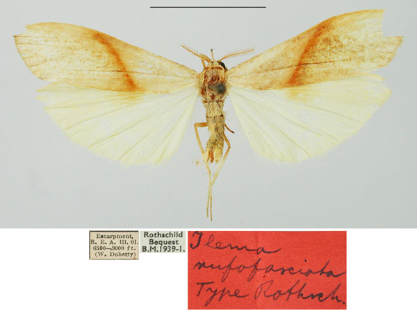 /filer/webapps/moths/media/images/R/rufofasciata_Eilema_HT_NHMUK.jpg