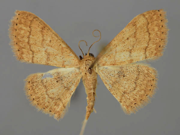 /filer/webapps/moths/media/images/R/rufolutaria_Scopula_A_ZSM_01.jpg