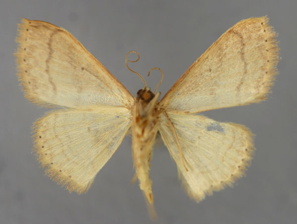 /filer/webapps/moths/media/images/R/rufolutaria_Scopula_A_ZSM_02.jpg