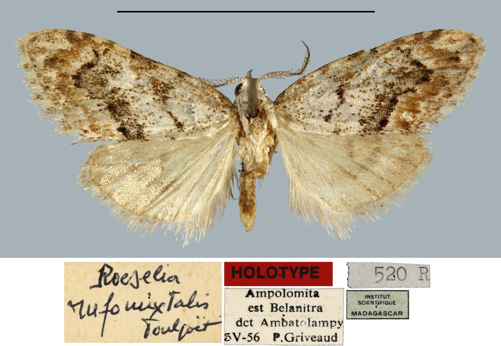 /filer/webapps/moths/media/images/R/rufomixtalis_Roeselia_HT_MNHN.jpg