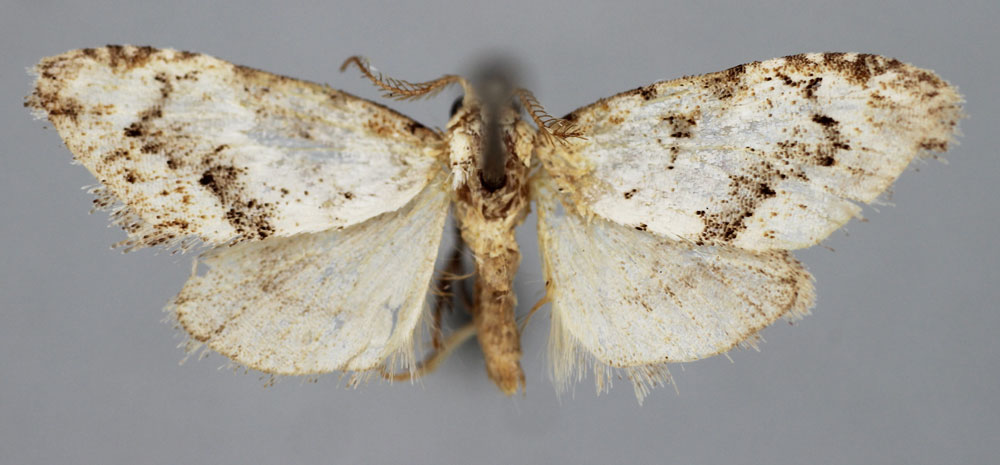 /filer/webapps/moths/media/images/R/rufomixtalis_Roeselia_PTM_BMNH.jpg