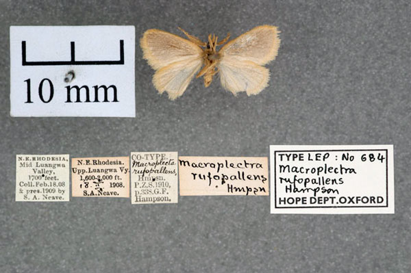 /filer/webapps/moths/media/images/R/rufopallens_Macroplectra_ST_OUMNH_02.jpg